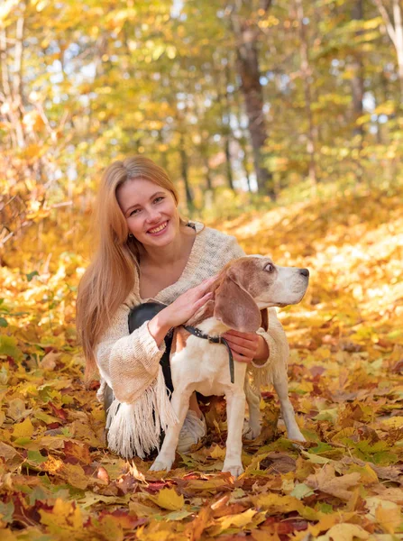 Sonbahar Parkta Bir Beagle Ile Yürüyen Genç Güzel Kadın — Stok fotoğraf