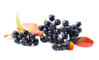 İzole üzerinde beyaz arka plan siyah chokeberry (aronia melanocarpa) ile sonbahar yaprakları.