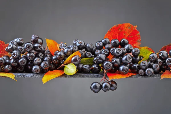 Svart Aronia Aronia Melanocarpa Med Höstlöv Mörk Bakgrund — Stockfoto