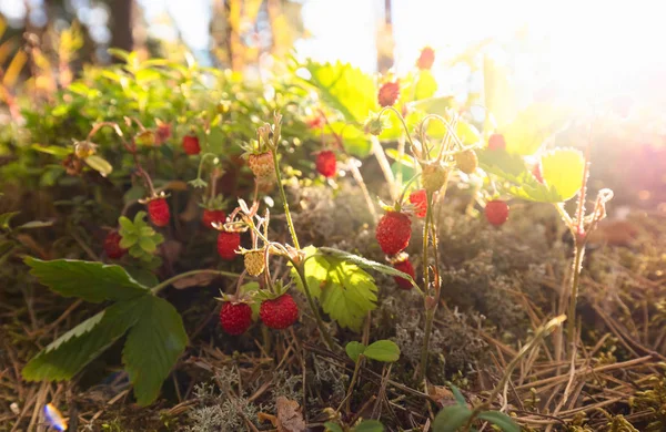 Wilde Aardbeien Groeien Een Natuurlijke Omgeving Wilde Aardbeien Bij Zonsondergang — Stockfoto