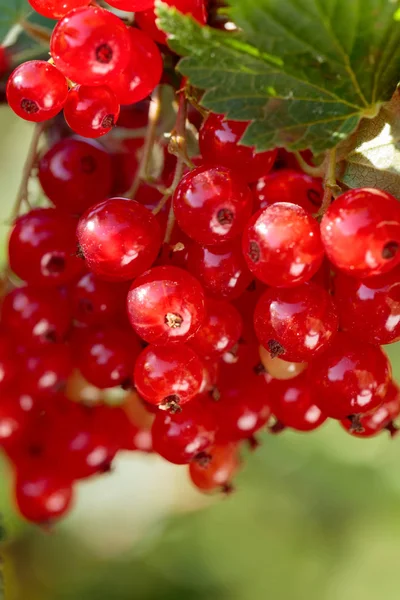 Piros Ribizli Bush Ágon Kertben Egészséges Bioélelmiszer — Stock Fotó