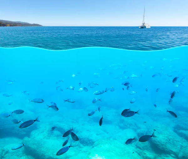 Surface Underwater View Mediterranean Sea Group Fish Underwater Wildlife Sea — Stock Photo, Image