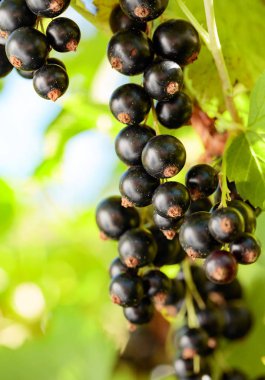 Bahçedeki çalı dalı blackcurrants.