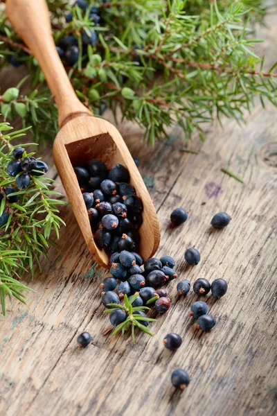 Juniper branch and wooden spoon with berries on a wooden background.