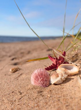 Altın kum yaz sahilde bir deniz kabuğu ve deniz yıldızı ile tropikal bir cennet. Geniş açı, metniniz için kopya alanı.