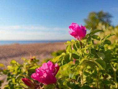 Baltık Denizi dunes üzerinde yaban gülü çiçek açmış. Baltık dunes benzersiz bir ekolojik Rezerv olduğunu. Kopya alanı .