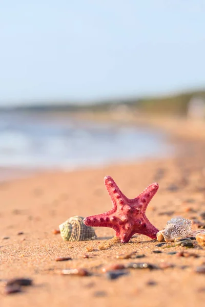 Nyáron Strand Aranyszínű Homok Egy Trópusi Paradicsomban Kagyló Tengeri Csillag — Stock Fotó