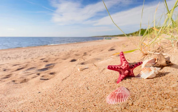 Nyáron Strand Aranyszínű Homok Egy Trópusi Paradicsomban Kagyló Tengeri Csillag — Stock Fotó