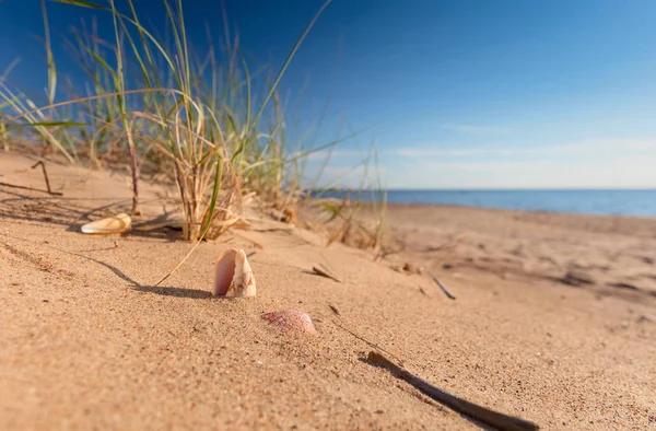 Παραλία Καλοκαίρι Ένα Τροπικό Παράδεισο Ένα Κοχύλι Στη Χρυσή Άμμο — Φωτογραφία Αρχείου