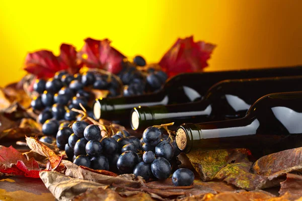 Rotweinflaschen Trauben Und Trockene Weinblätter — Stockfoto