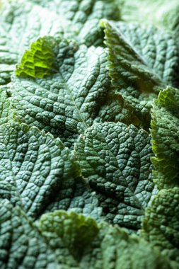 Nane yaprakları arka plan. Metnin için boşluk kopyala.