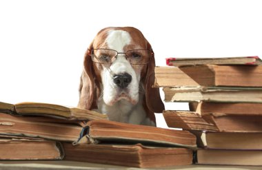 Beyaz arka planda izole eski kitaplarla bardaklarda akıllı beagle.