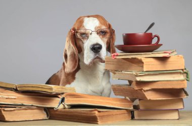Akıllı beagle gözlüklü. Eski kitaplar ve bir fincan çay ile köpek. Eğitim tema kavramı görüntü.