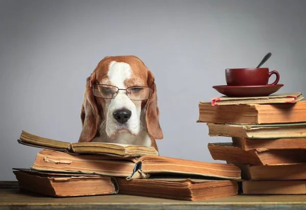 Beagle Inteligente Com Óculos Cão Com Livros Antigos Uma Chávena — Fotografia de Stock