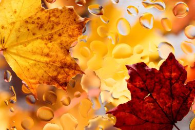 Akçaağaç yaprakları ve yağmur suyu ile sonbahar arka plan damla.