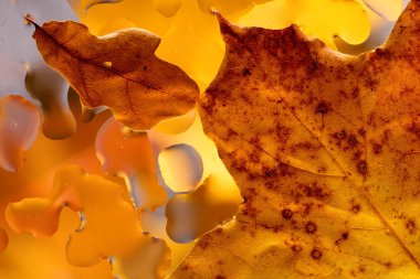 Akçaağaç yaprakları ve yağmur suyu ile sonbahar arka plan damla.