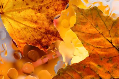 Akçaağaç yaprakları ve yağmur suyu ile sonbahar arka plan damla.