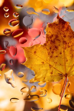 Akçaağaç yaprakları ve yağmur suyu ile sonbahar arka plan damla.