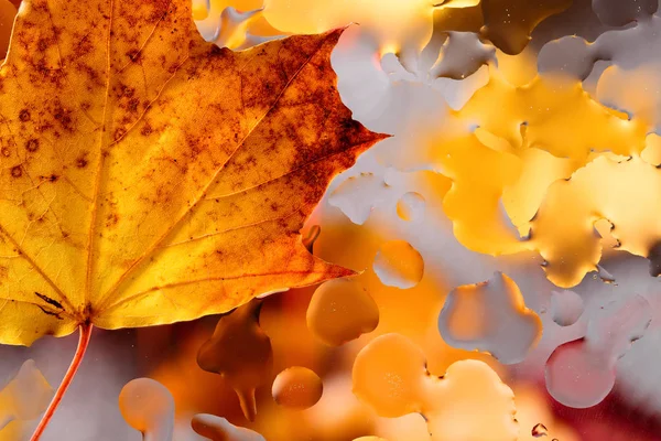 Fond Automne Avec Feuilles Érable Gouttes Eau Pluie — Photo