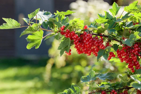 Groseilles Rouges Sur Branche Buisson Dans Jardin Aliments Biologiques Sains — Photo