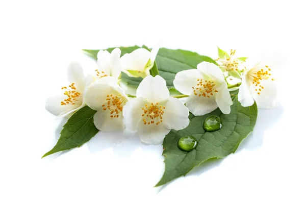 Гілка Квітучої Жасмину Краплями Води Листі Ізольовані Білому Тлі — стокове фото