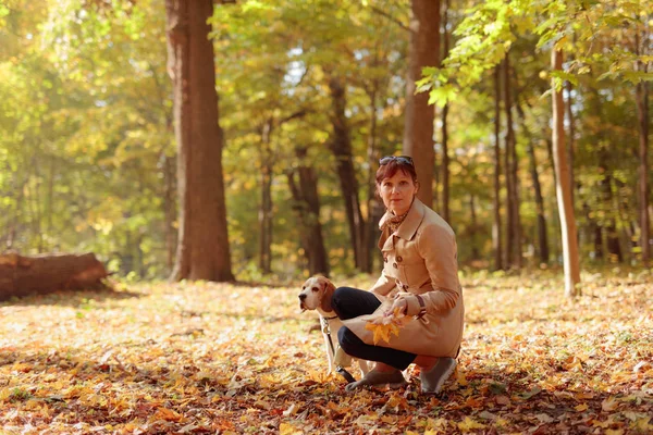 中年妇女与小猎犬在秋季公园户外散步 — 图库照片