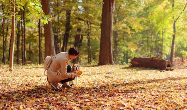 Frau Mittleren Alters Mit Beagle Spaziert Draußen Herbstpark — Stockfoto