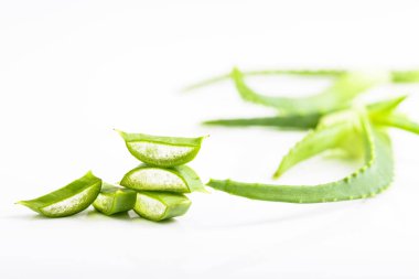 Beyaz arka plan üzerinde Aloe Vera yaprağı kes. Aloe Vera, ilaç ve kozmetik kullanılır. Metniniz için boş alan.