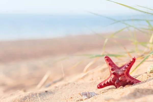 Nyáron Strand Aranyszínű Homok Egy Trópusi Paradicsomban Kagyló Tengeri Csillag — Stock Fotó