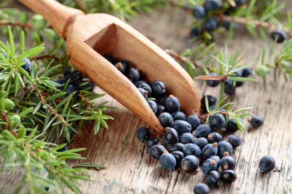 Juniper branch and wooden spoon with berries on a wooden background.