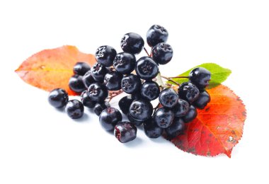 İzole üzerinde beyaz arka plan siyah chokeberry (aronia melanocarpa) ile sonbahar yaprakları.