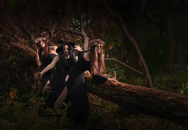Hermosas Brujas Jóvenes Halloween Con Vestido Gótico Vintage Bosque Oscuro — Foto de Stock