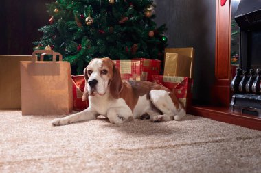 Renkli hediyeler ve bir köpek Noel ağacının altında. Yanan şömine ve Noel ağacının altında döşeme bir beagle.