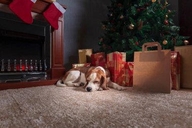 Renkli hediyeler ve bir köpek Noel ağacının altında. Yanan şömine ve Noel ağacının altında döşeme bir beagle.