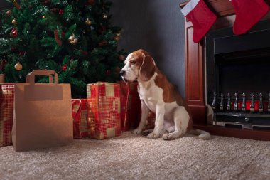 Renkli hediyeler ve bir beagle Noel ağacının altında. 