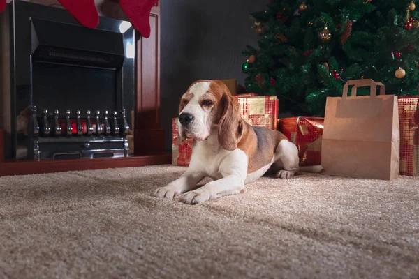 カラフルなプレゼントとクリスマス ツリーの下の犬 燃焼暖炉とクリスマス ツリーの下に置くビーグル — ストック写真