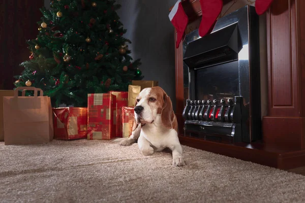 Bunte Geschenke Und Ein Hund Unterm Weihnachtsbaum Brennender Kamin Und — Stockfoto