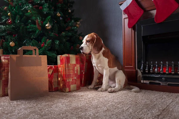 Bunte Geschenke Und Ein Beagle Unterm Weihnachtsbaum — Stockfoto