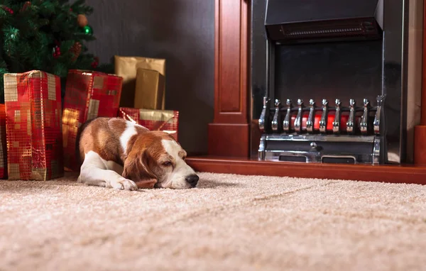 Renkli hediyeler ve bir köpek Noel ağacının altında. Yanan şömine ve Noel ağacının altında döşeme bir beagle.
