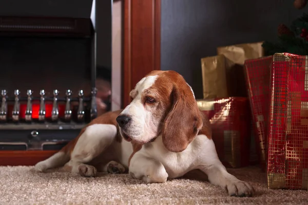 Regalos Coloridos Perro Bajo Árbol Navidad Quema Chimenea Beagle Tendido — Foto de Stock