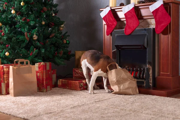 Bunte Geschenke Und Beagle Unterm Weihnachtsbaum — Stockfoto