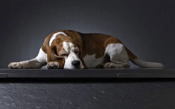 Perro Durmiente Sobre Fondo Oscuro Purebred Adulto Beagle — Foto de Stock