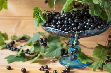 Taze Olgun siyah kuş üzümü rustik ahşap zemin üzerinde. Yeşil yaprakları, yeni berry hasat ile doğal organik çilek ile kase.