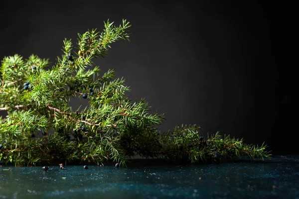 Ardıç şube meyveleri siyah bir arka plan ile. Metniniz için kopya alanı.