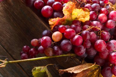 Olgun kırmızı üzüm üzüm ile demetleri bırakır.