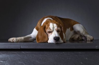 Karanlık bir arka plan üzerinde üzgün bir köpek portresi. Yetişkin safkan Beagle .