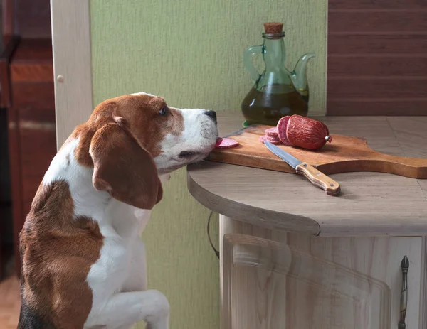 可爱的小比格尔吃熏制香肠留在厨房的桌子上 — 图库照片