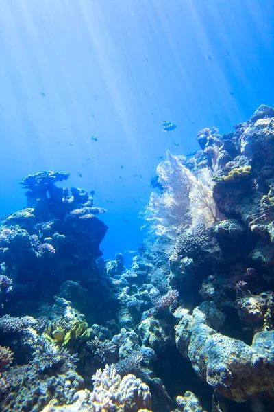 Arrecife Coral Submarino Mar Rojo Con Peces Rayos Sol Superficie —  Fotos de Stock