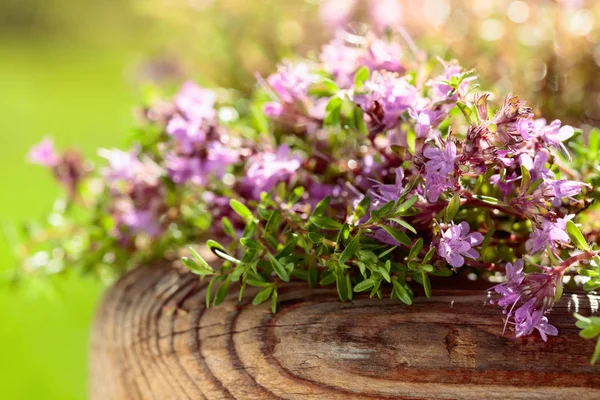 Obrukad Blommande Timjan Används Matlagning Medicin Och Parfymer — Stockfoto