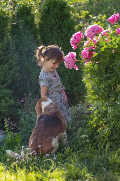 Trzy Letnia Dziewczyna Bawi Się Ładna Beagle Ogrodzie — Zdjęcie stockowe